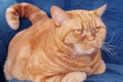 ZIZU