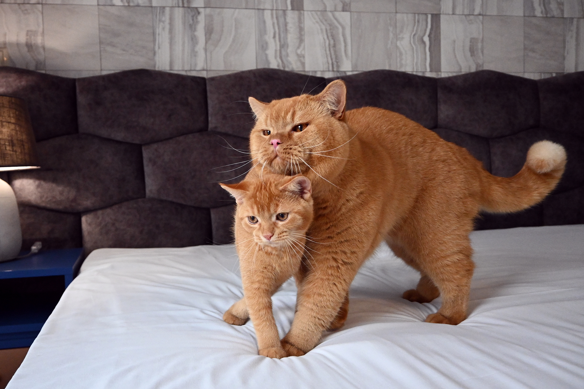 Котки CATEUR у дома