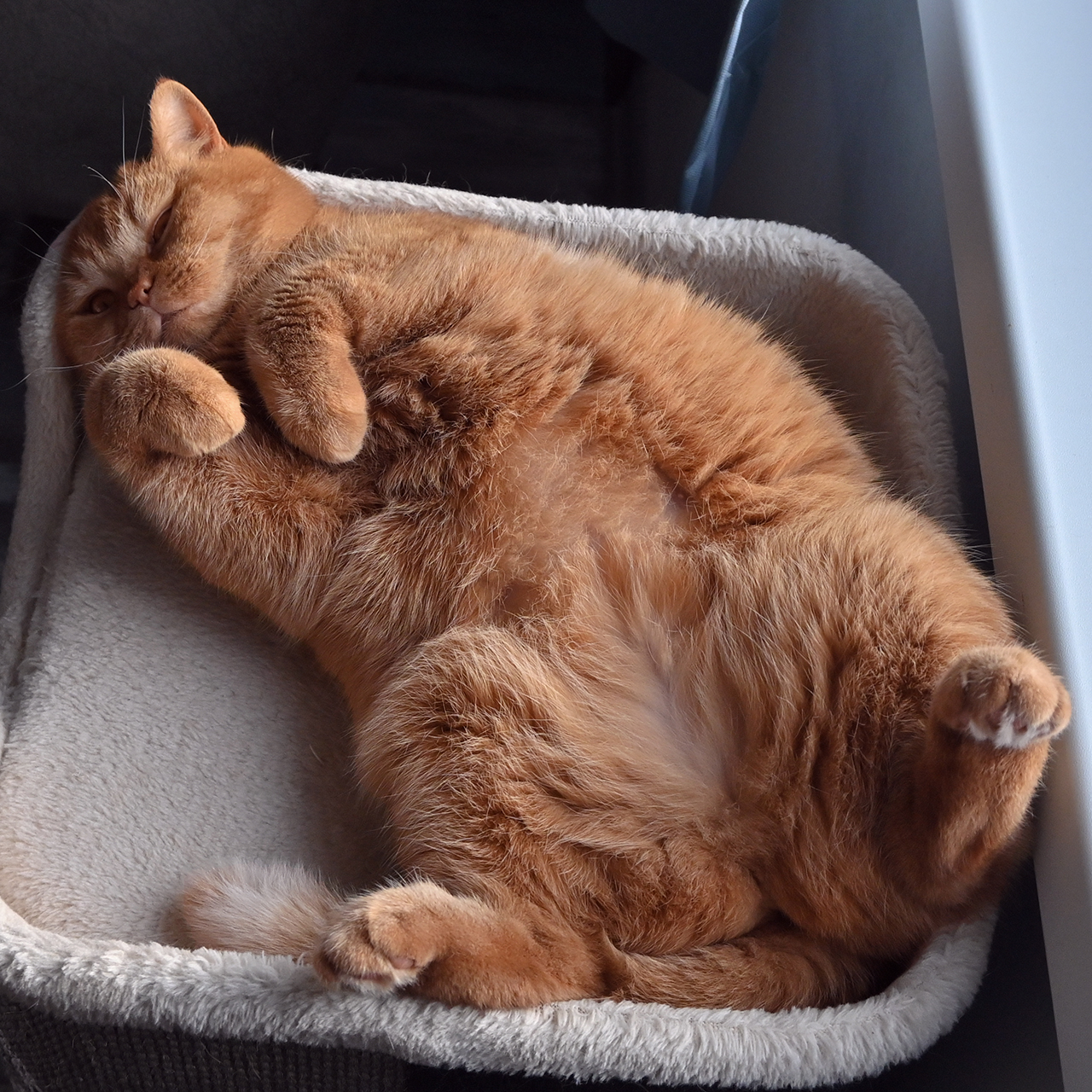 Котка CATEUR в домашна среда