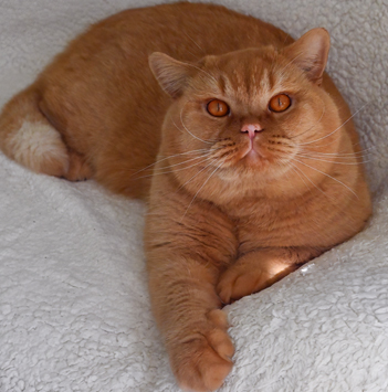 Casper Cateur – червен British Shorthair
